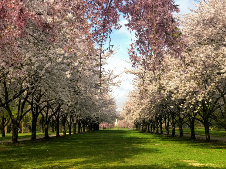 Centennial Arboretum, United States